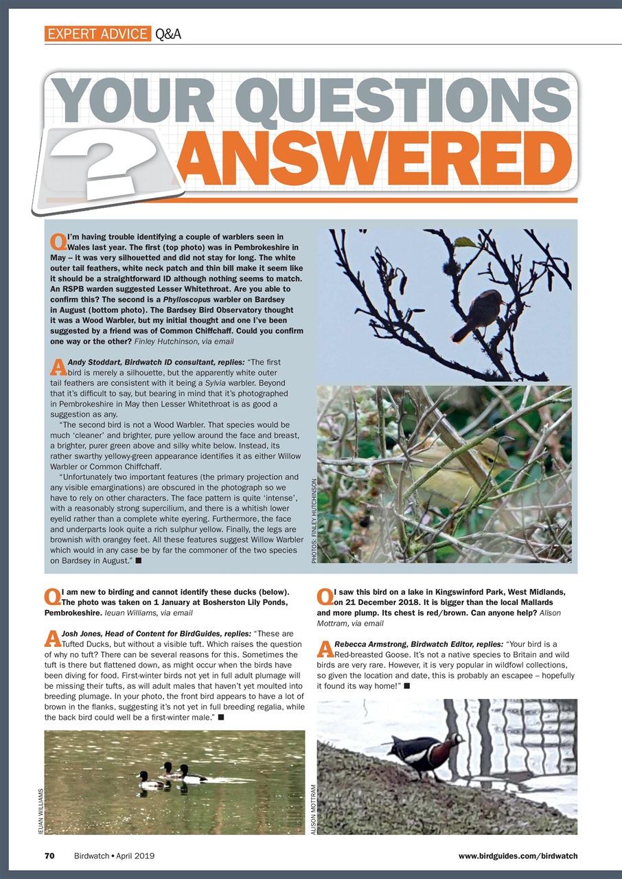 Birdwatch Magazine Preview Pages