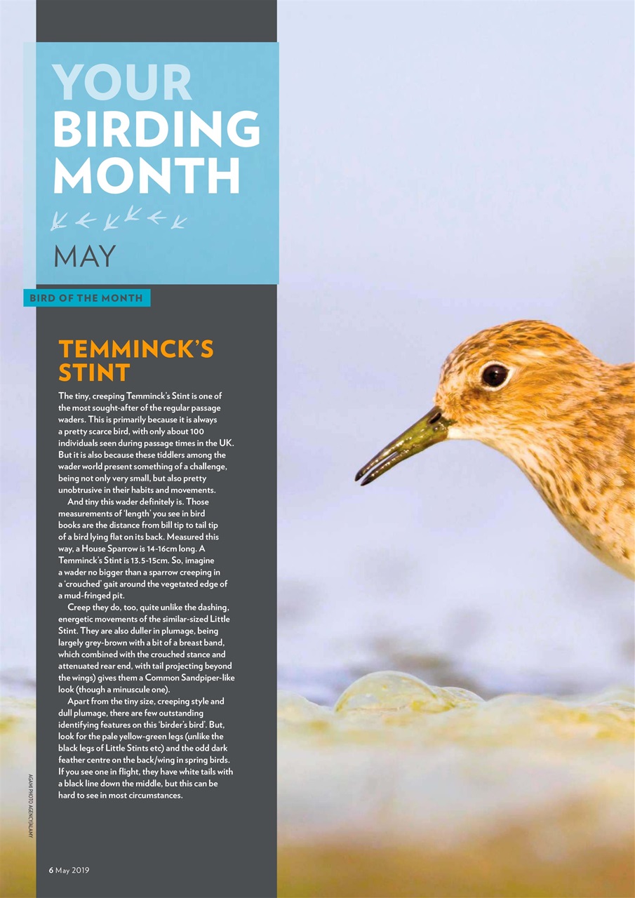 Bird Watching Preview Pages