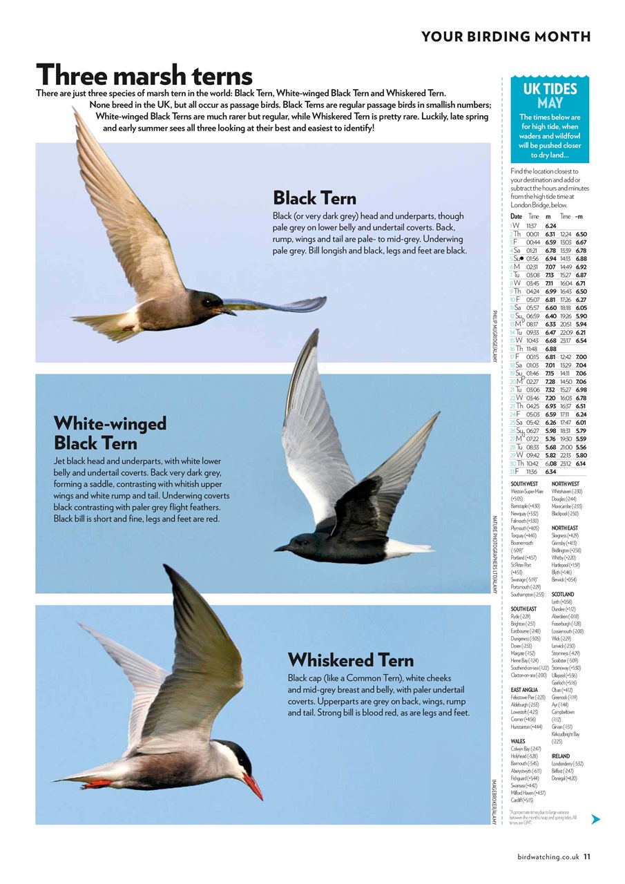 Bird Watching Preview Pages