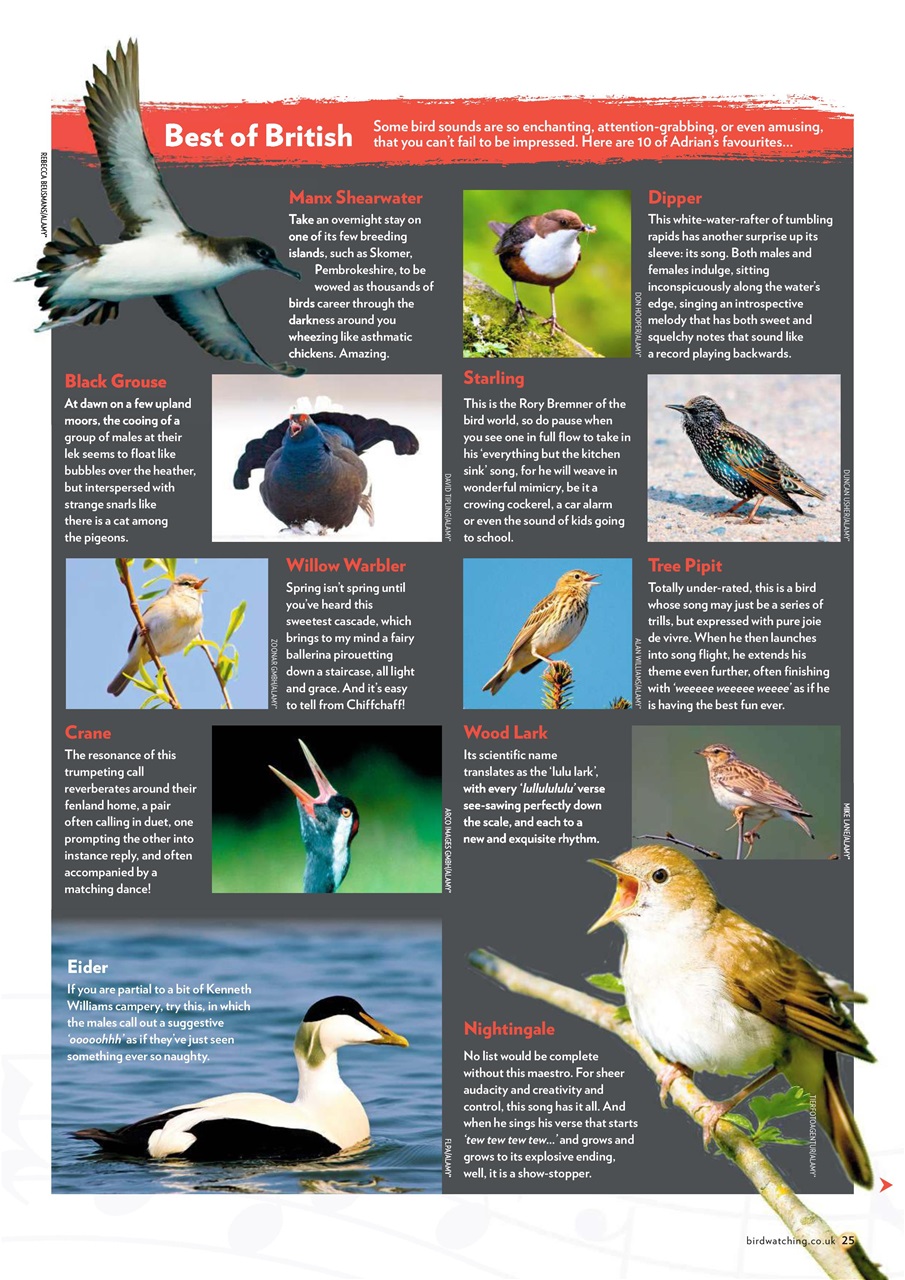 Bird Watching Preview Pages