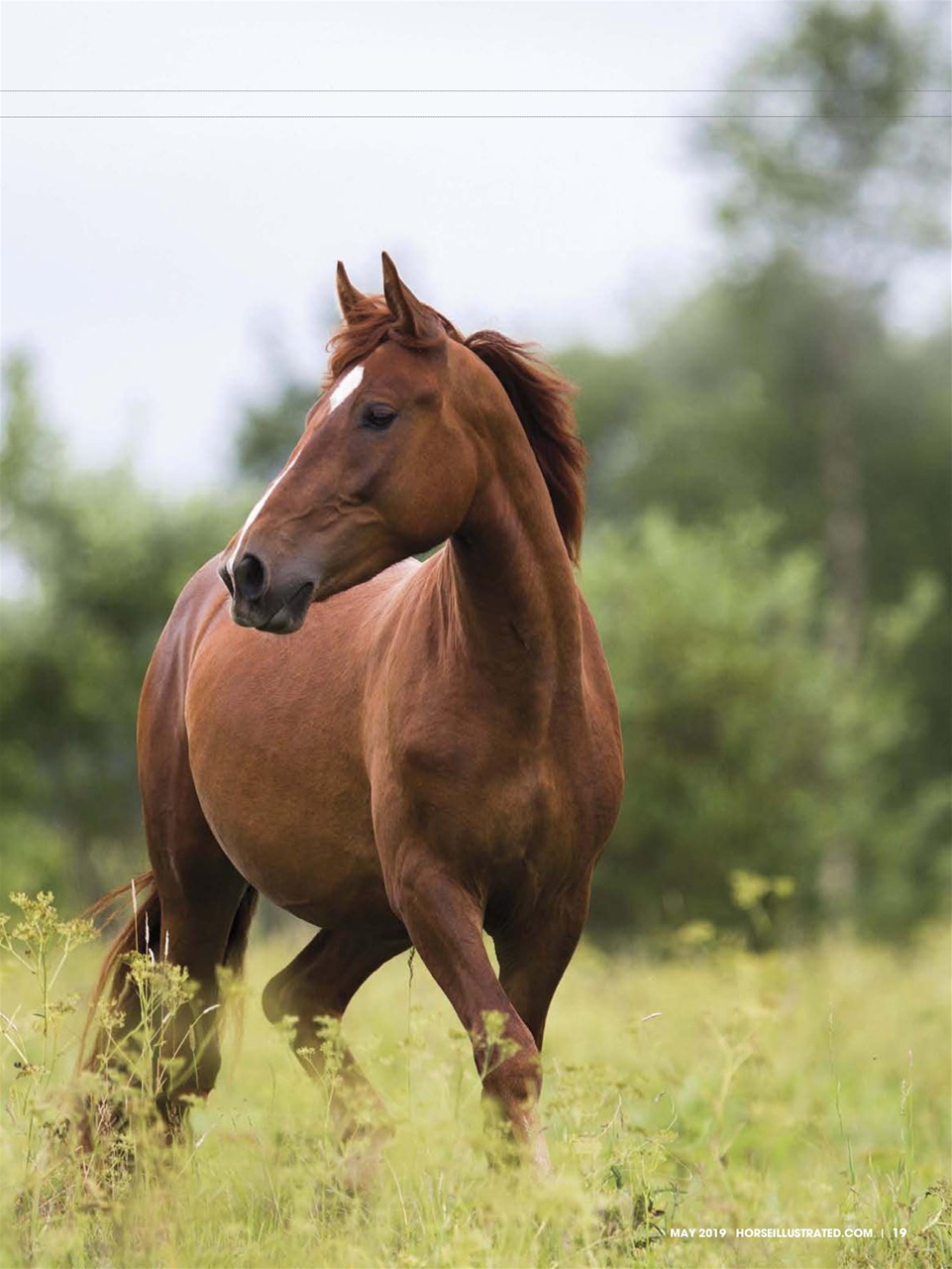 Horse Illustrated Magazine Preview Pages