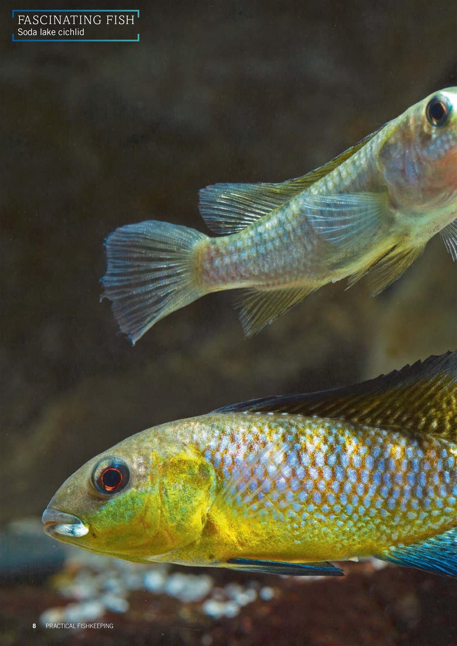 Practical Fishkeeping Preview Pages