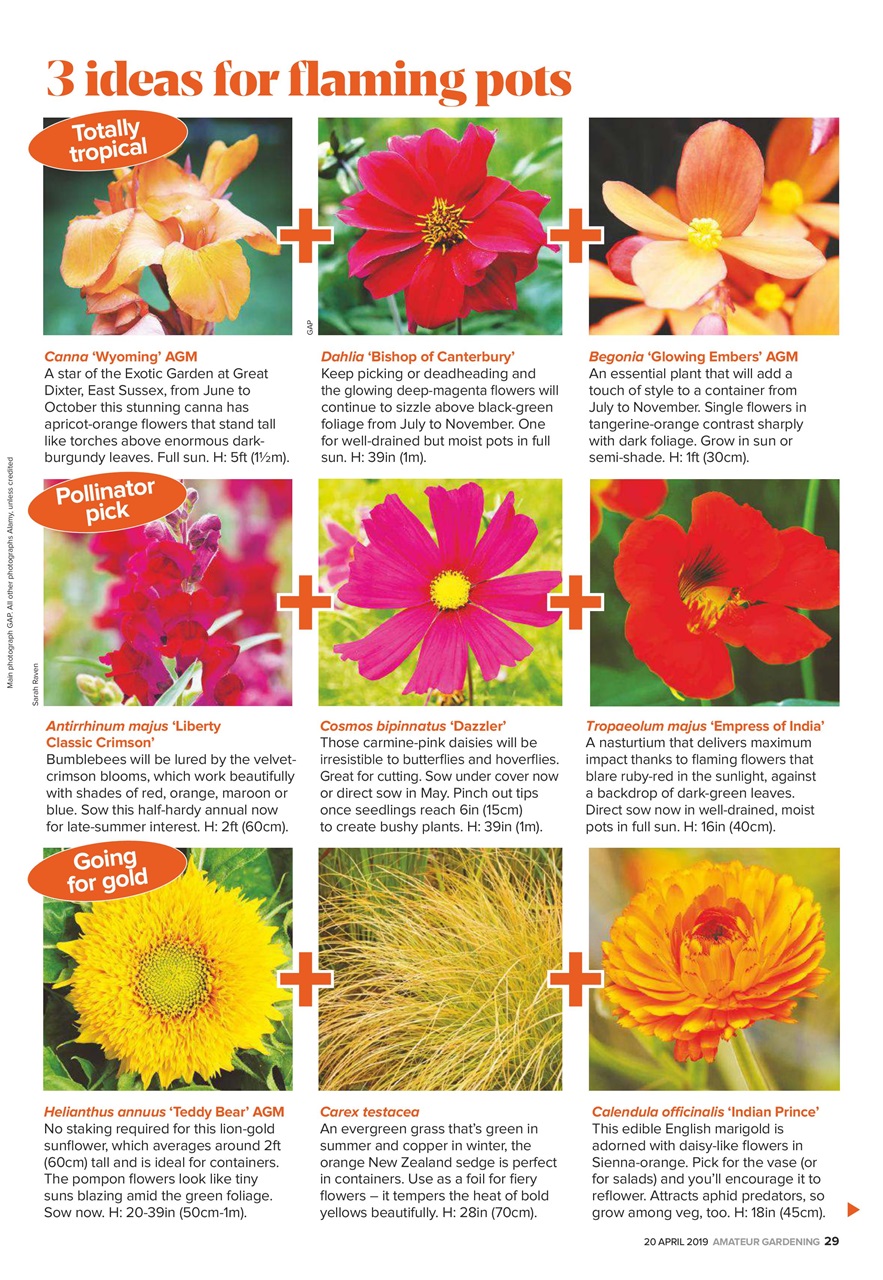 Amateur Gardening Preview Pages