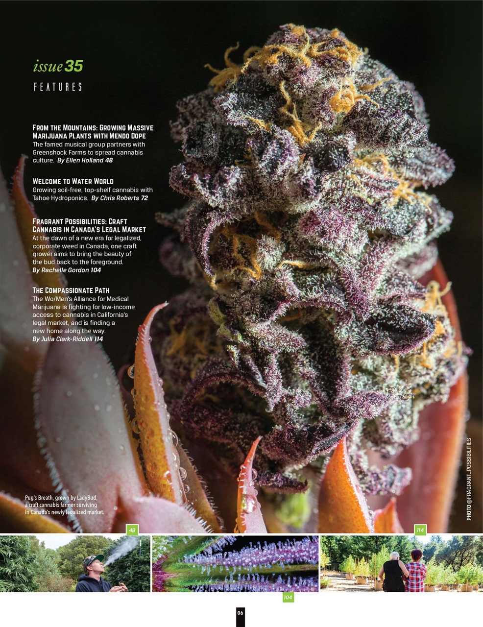 Cannabis Now Preview Pages