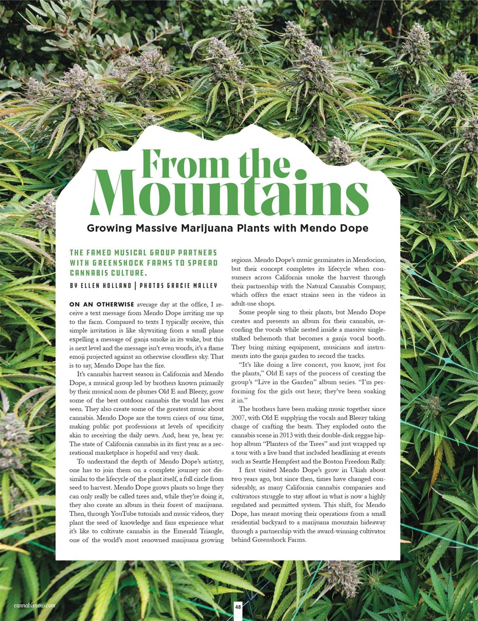 Cannabis Now Preview Pages