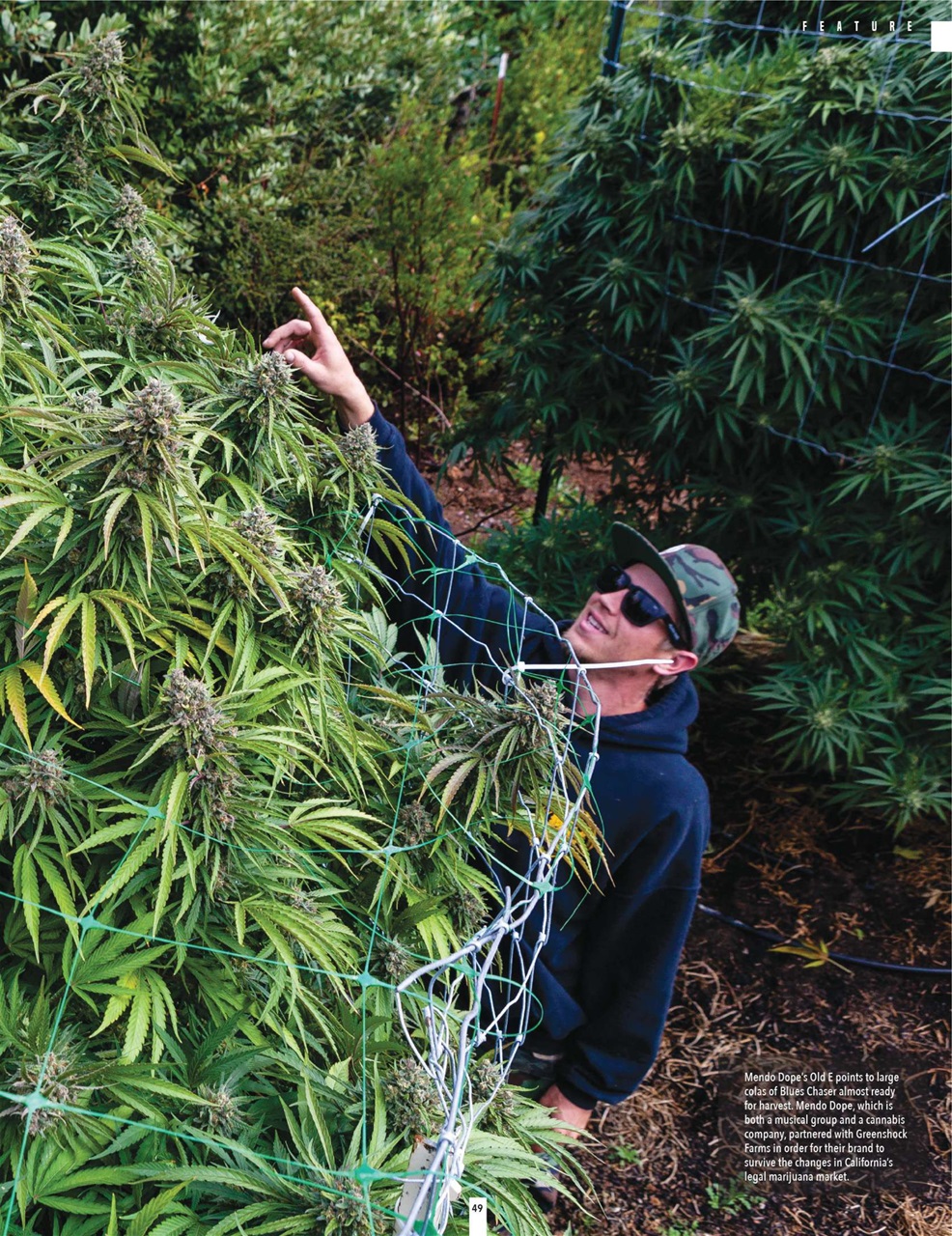 Cannabis Now Preview Pages