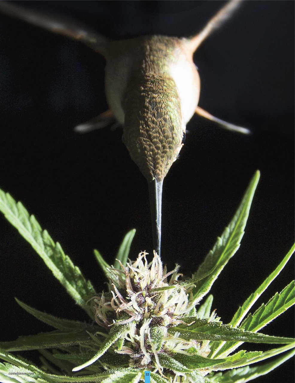 Cannabis Now Preview Pages