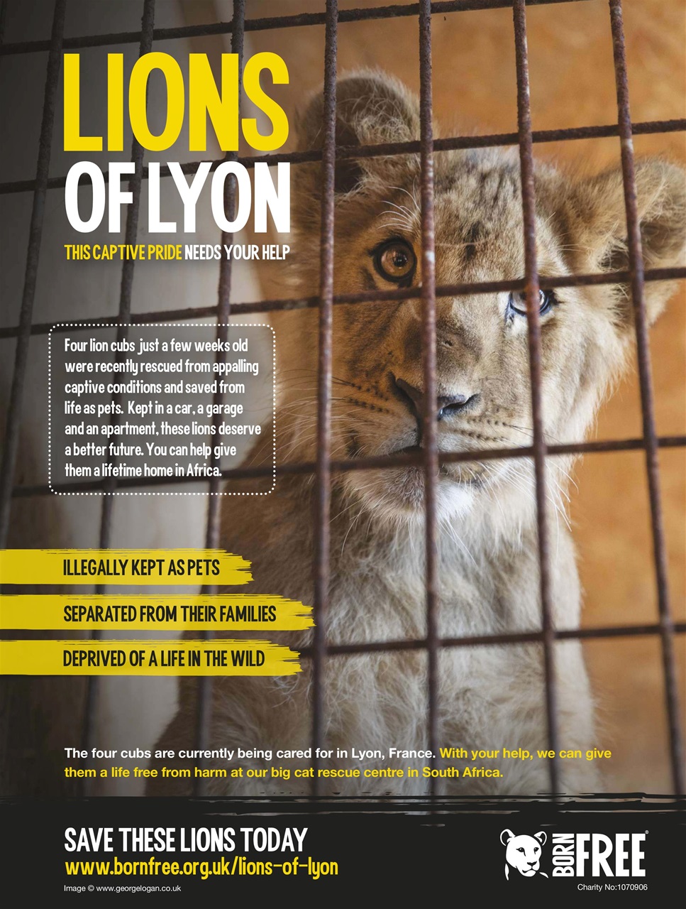 BBC Wildlife Magazine Preview Pages