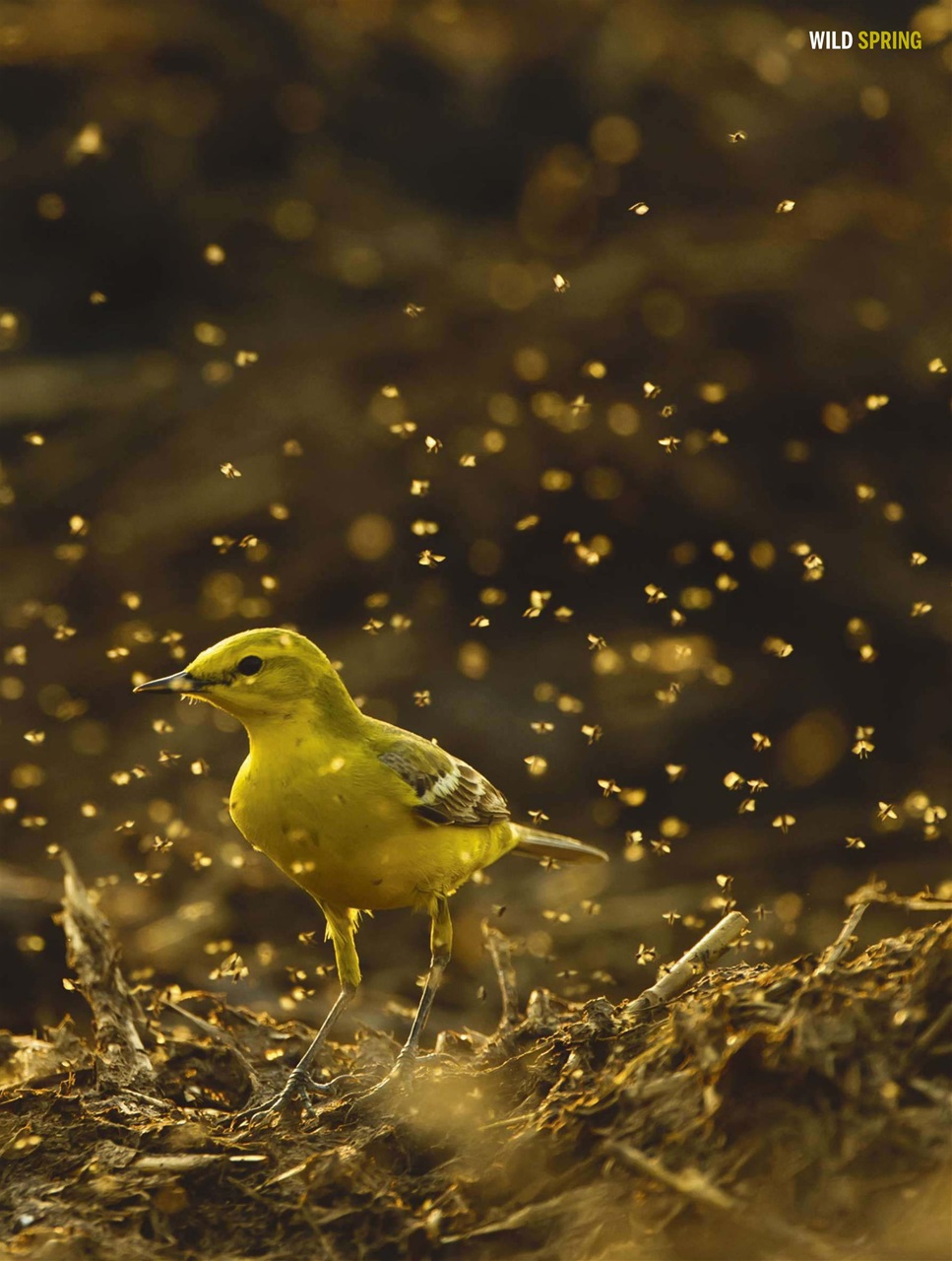 BBC Wildlife Magazine Preview Pages