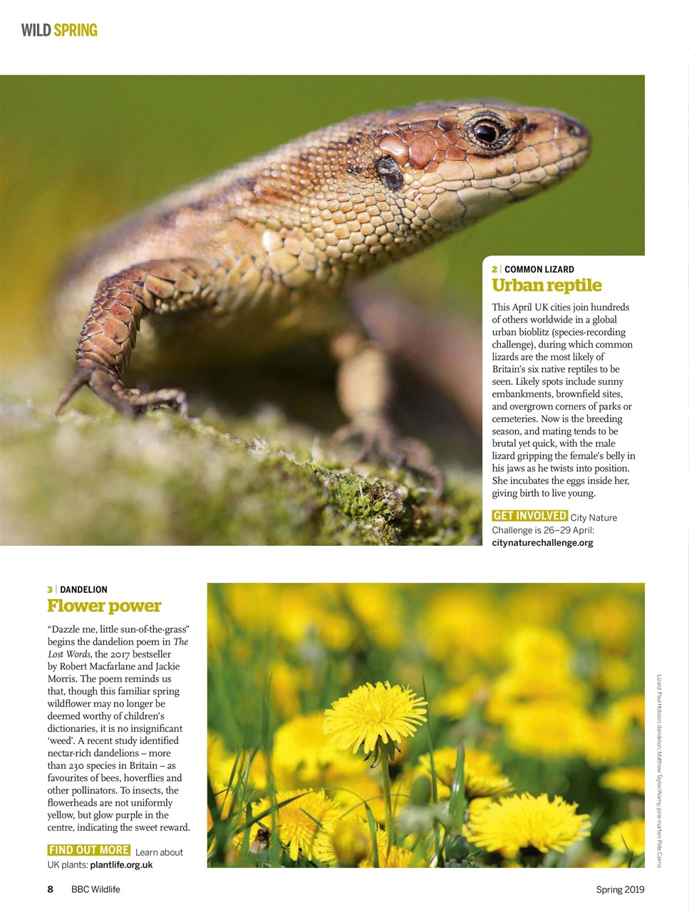 BBC Wildlife Magazine Preview Pages