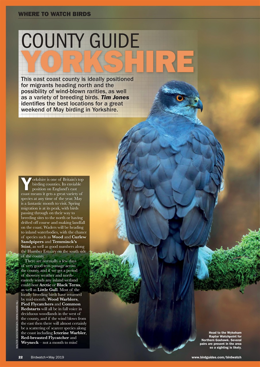 Birdwatch Magazine Preview Pages