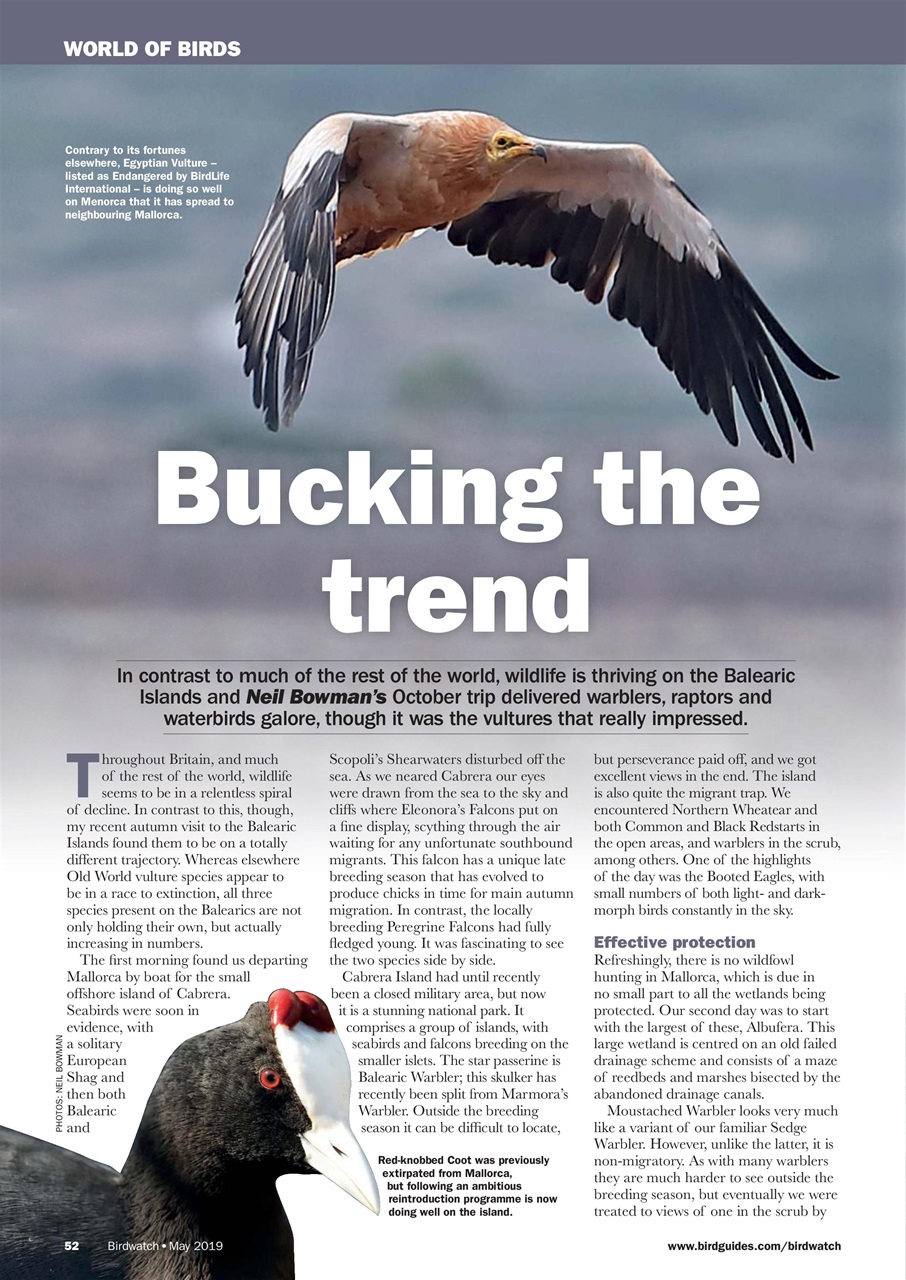 Birdwatch Magazine Preview Pages