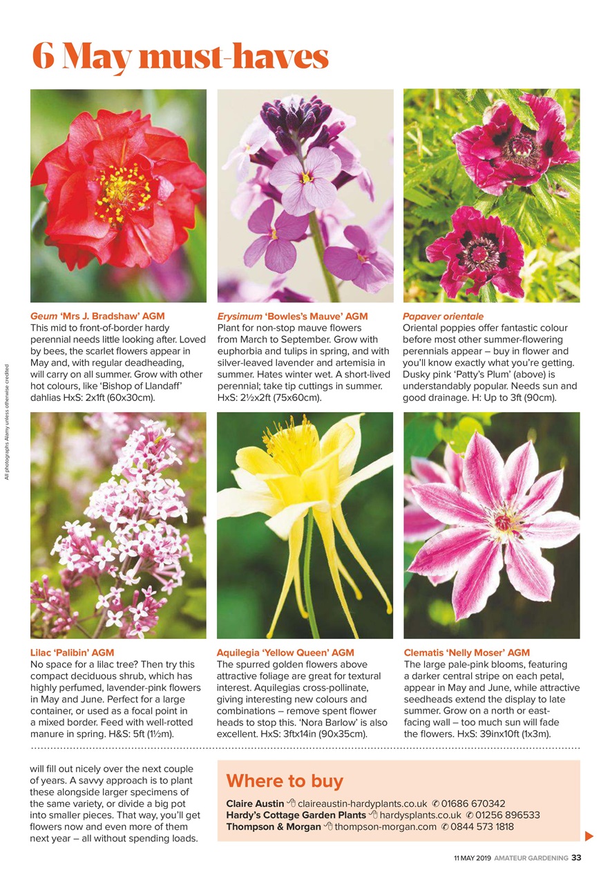 Amateur Gardening Preview Pages