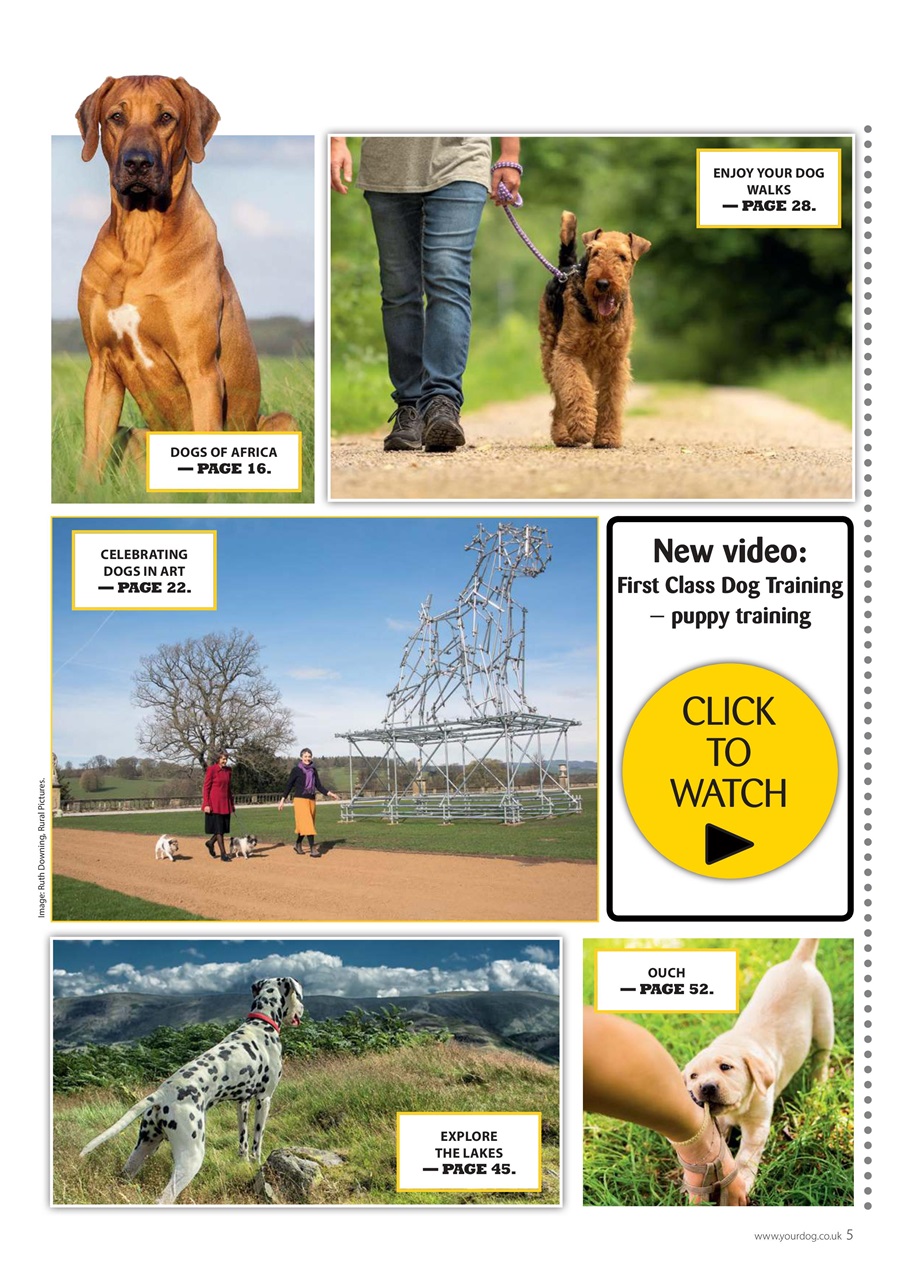 Your Dog Preview Pages
