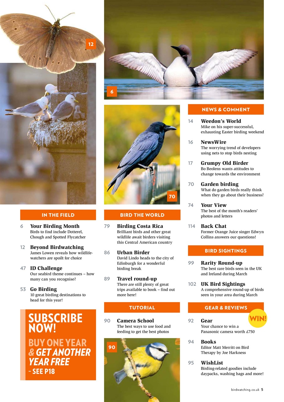 Bird Watching Preview Pages