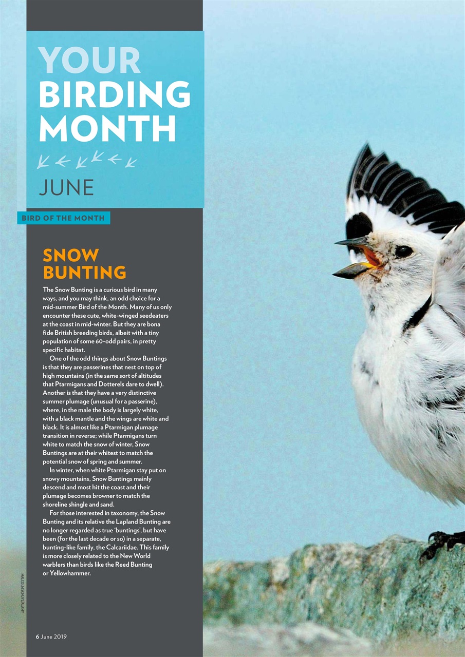 Bird Watching Preview Pages