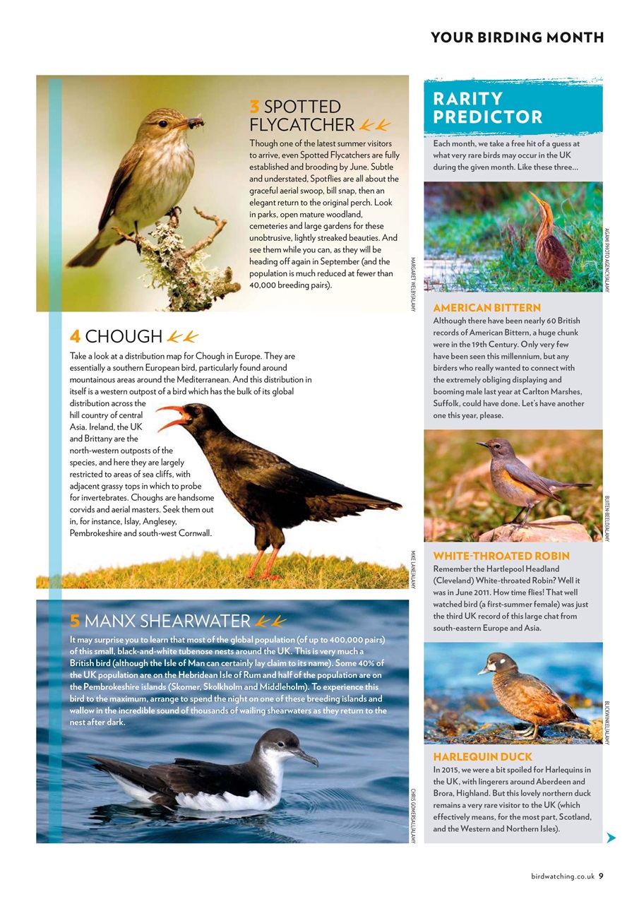 Bird Watching Preview Pages