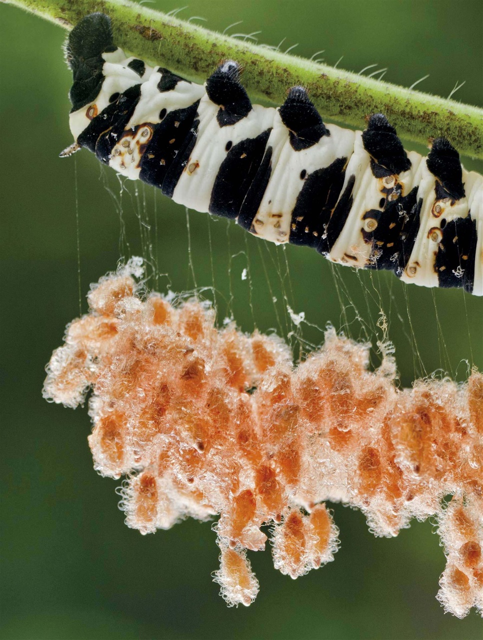 BBC Science Focus Magazine Preview Pages