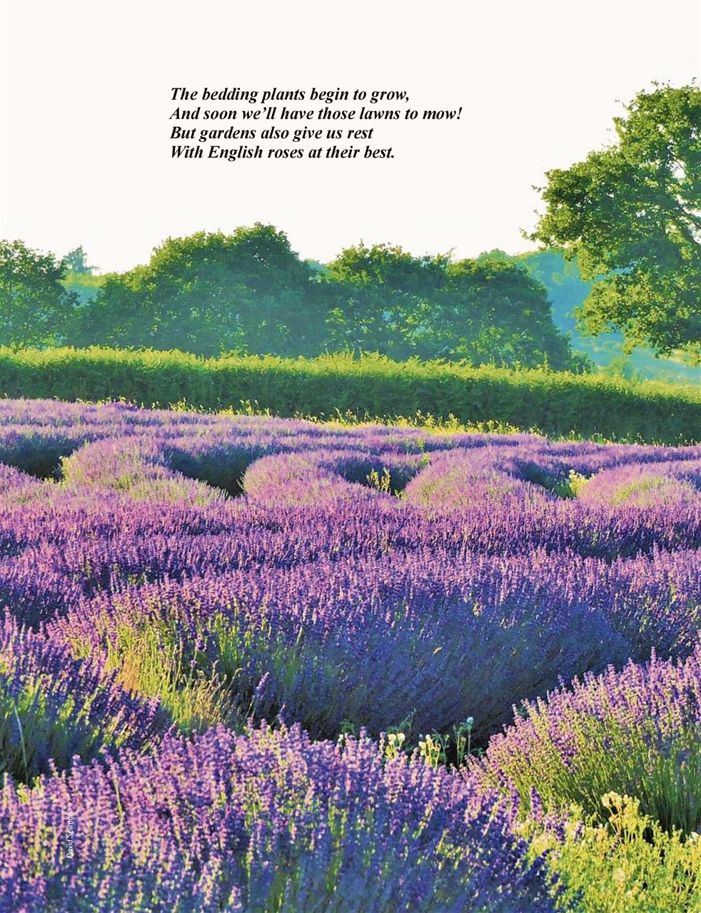 This England Preview Pages