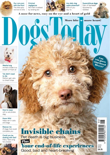 Dogs Today Magazine issue 