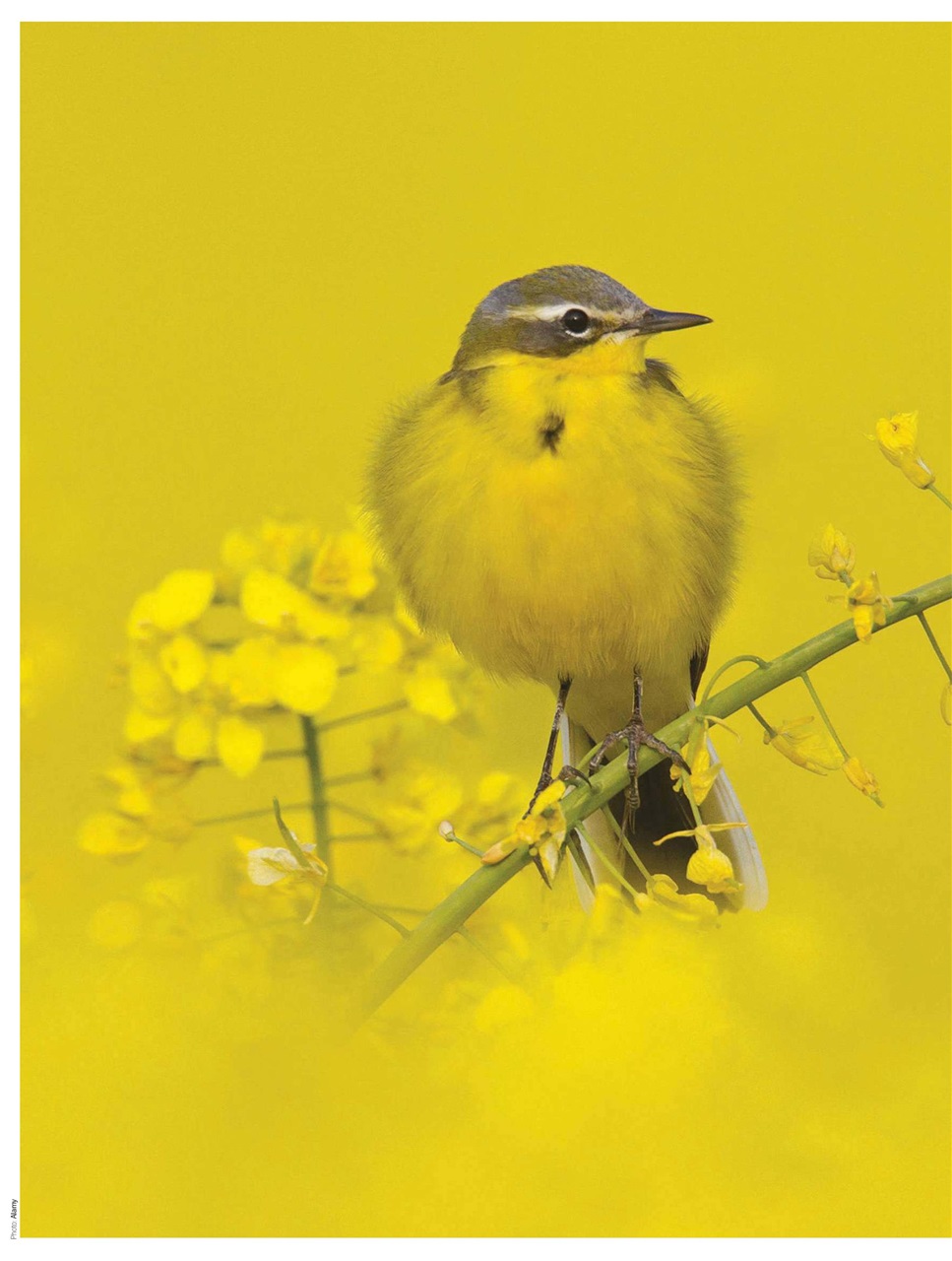 BBC Countryfile Magazine Preview Pages