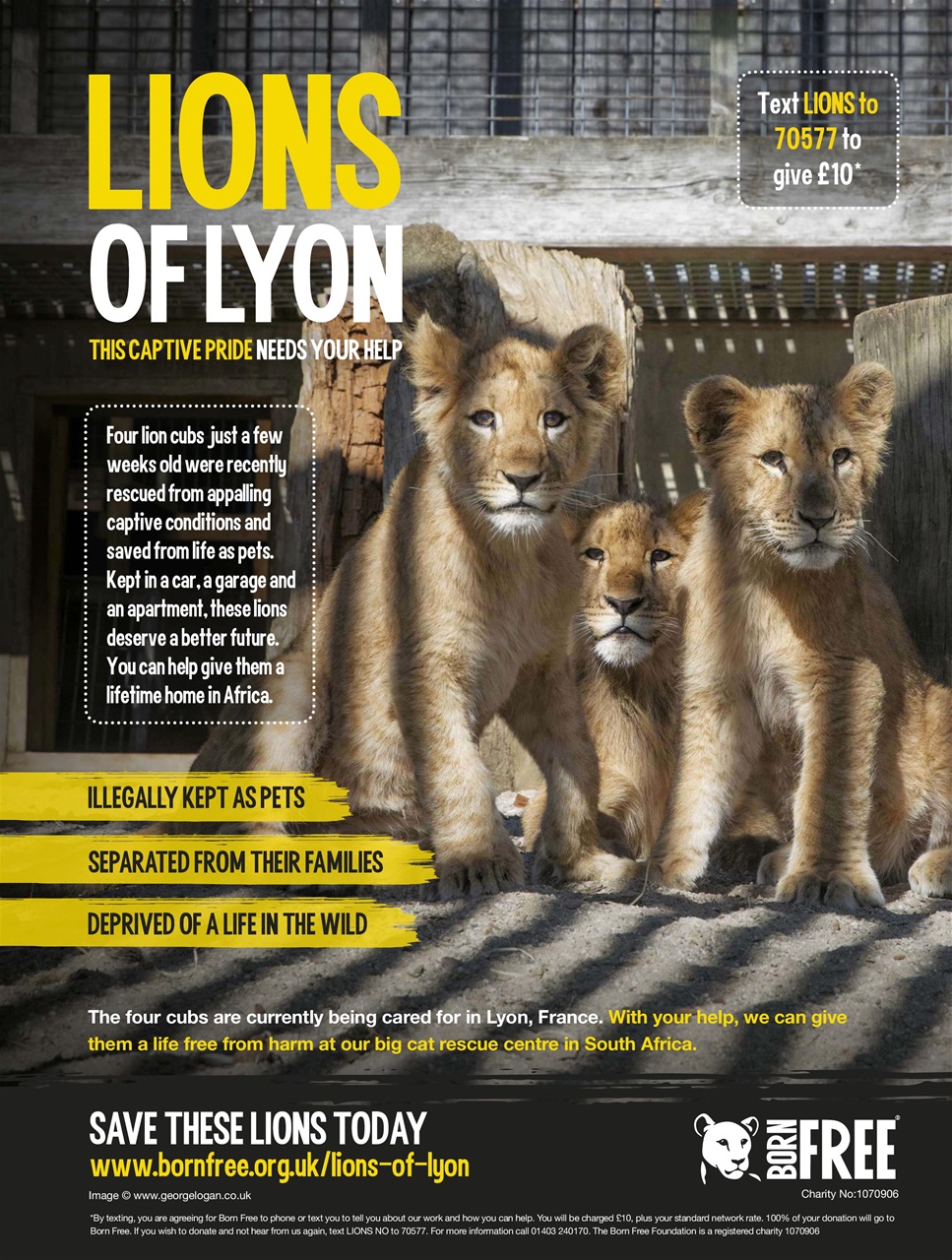 BBC Wildlife Magazine Preview Pages