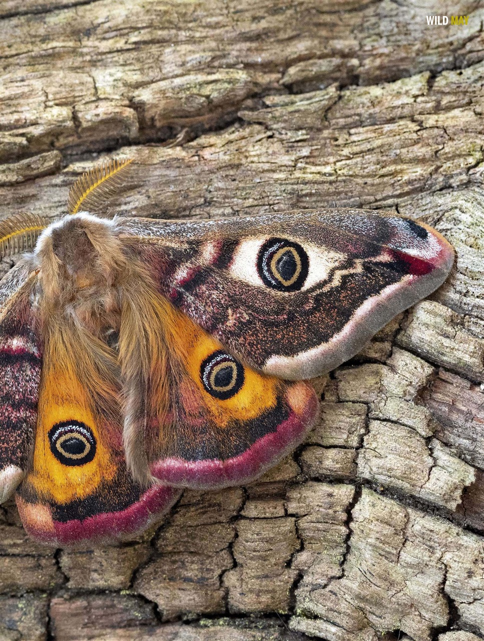 BBC Wildlife Magazine Preview Pages