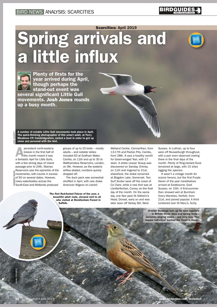 Birdwatch Magazine Preview Pages