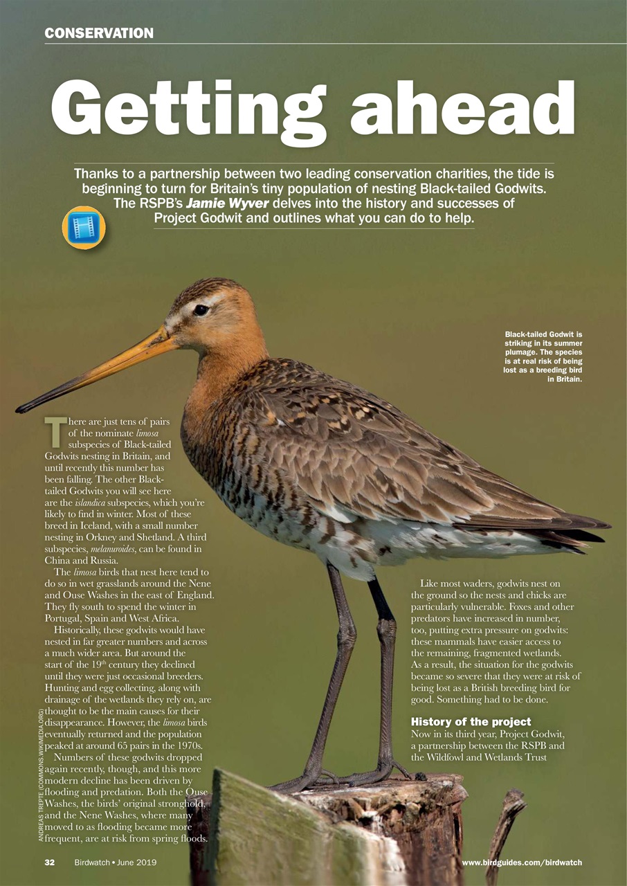 Birdwatch Magazine Preview Pages