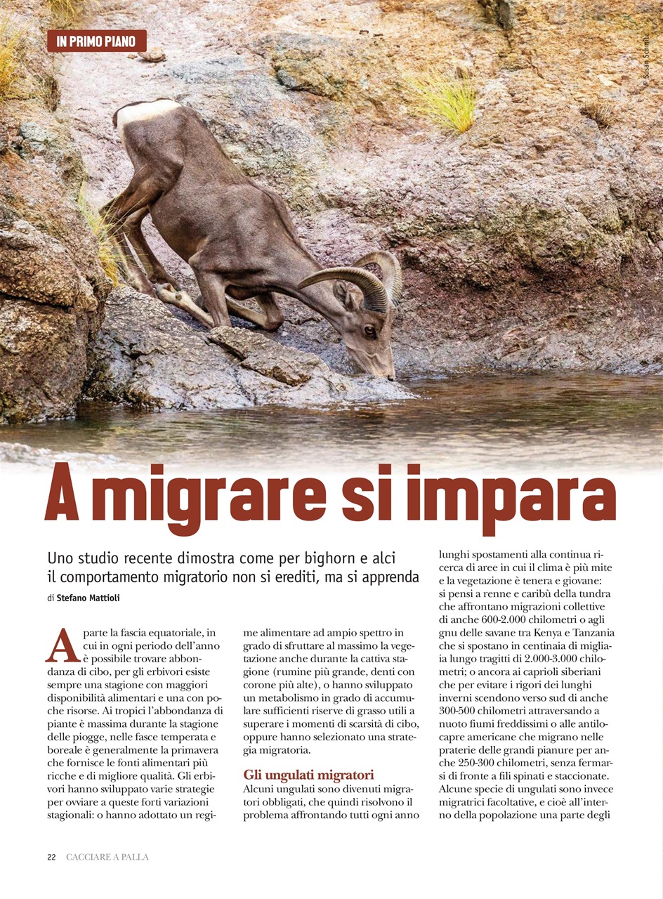 Caccia Magazine Preview Pages