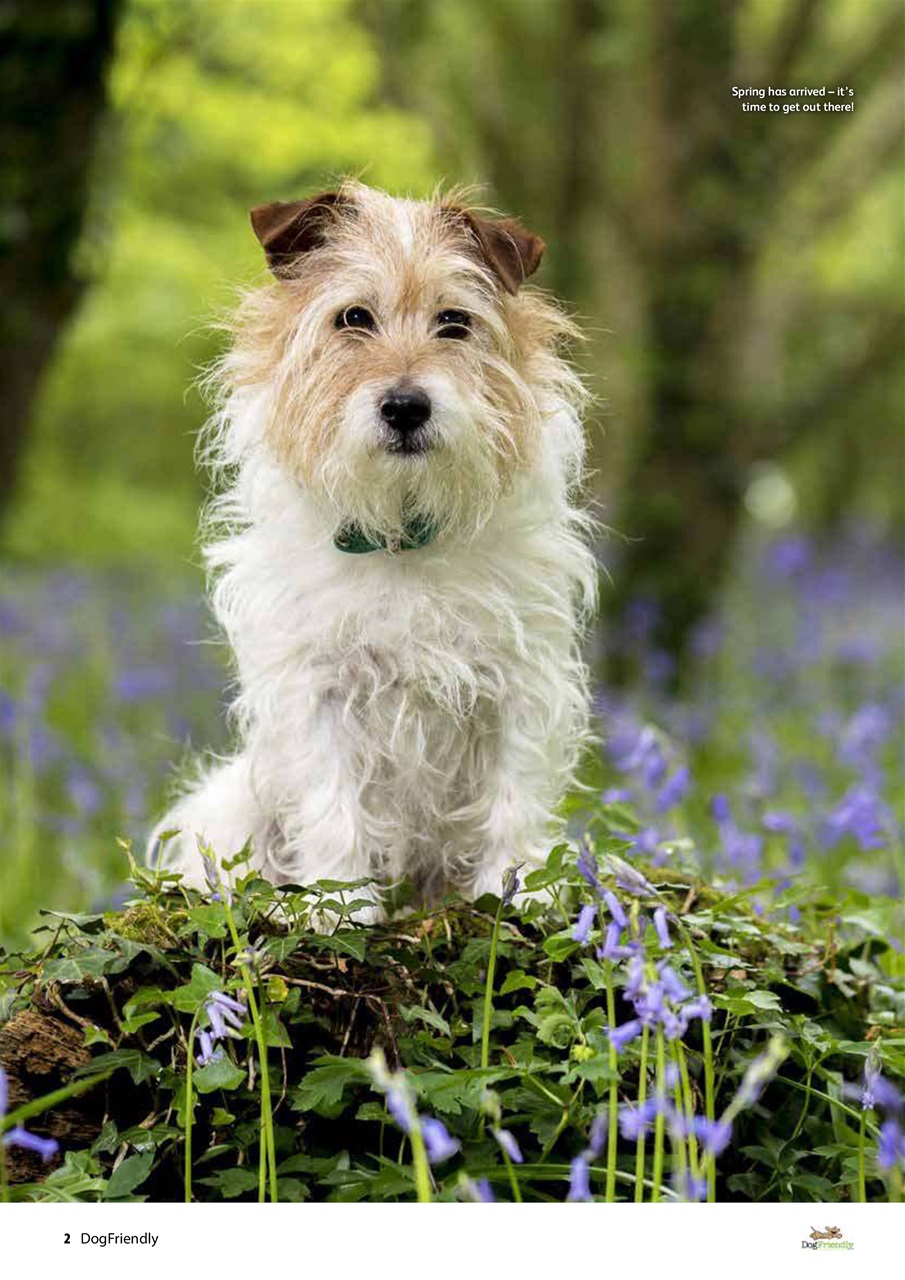 Dog Friendly Preview Pages