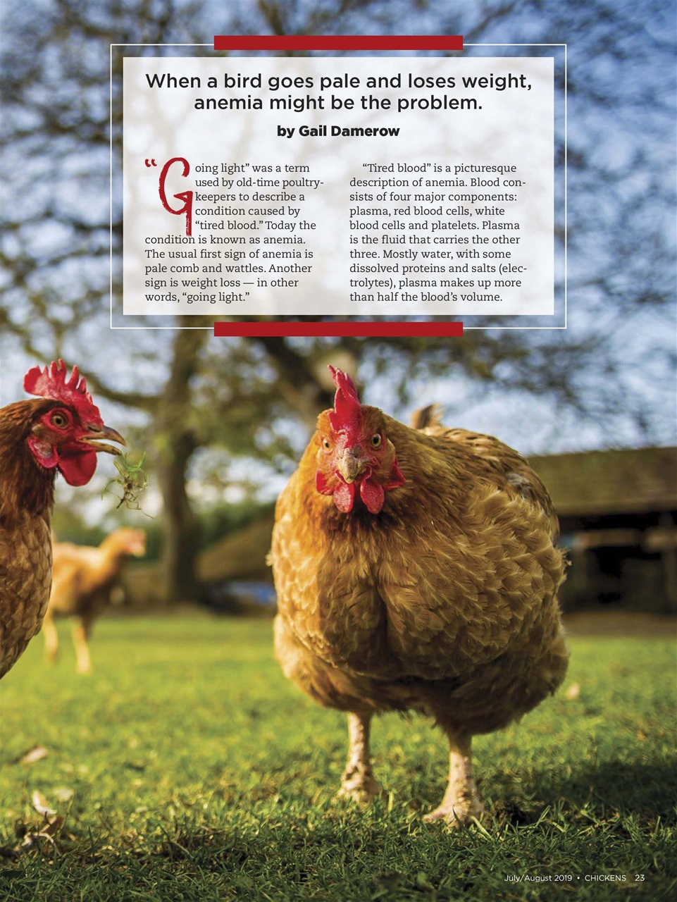 Chickens Magazine Preview Pages