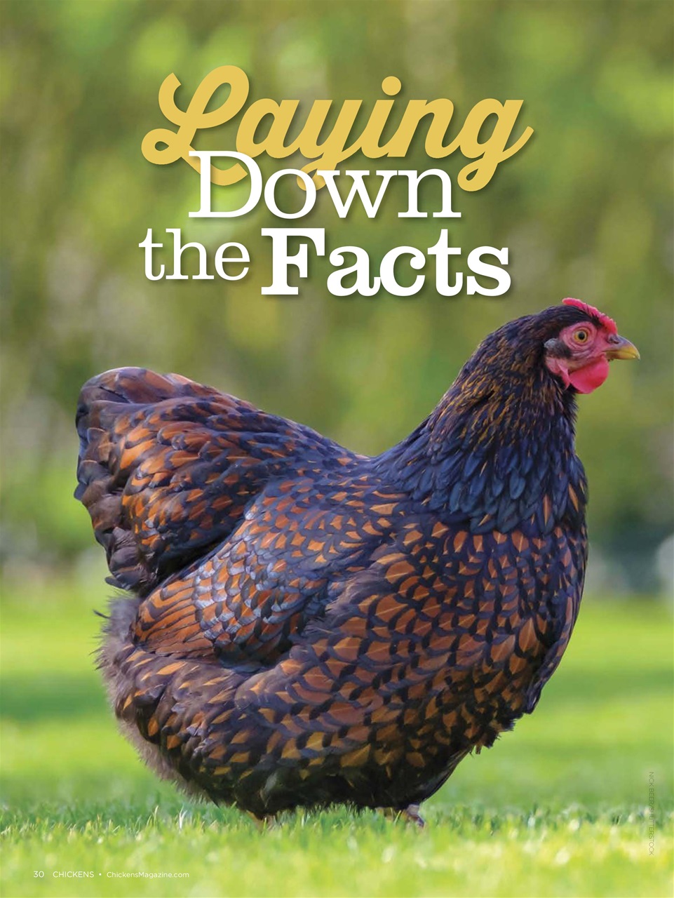 Chickens Magazine Preview Pages