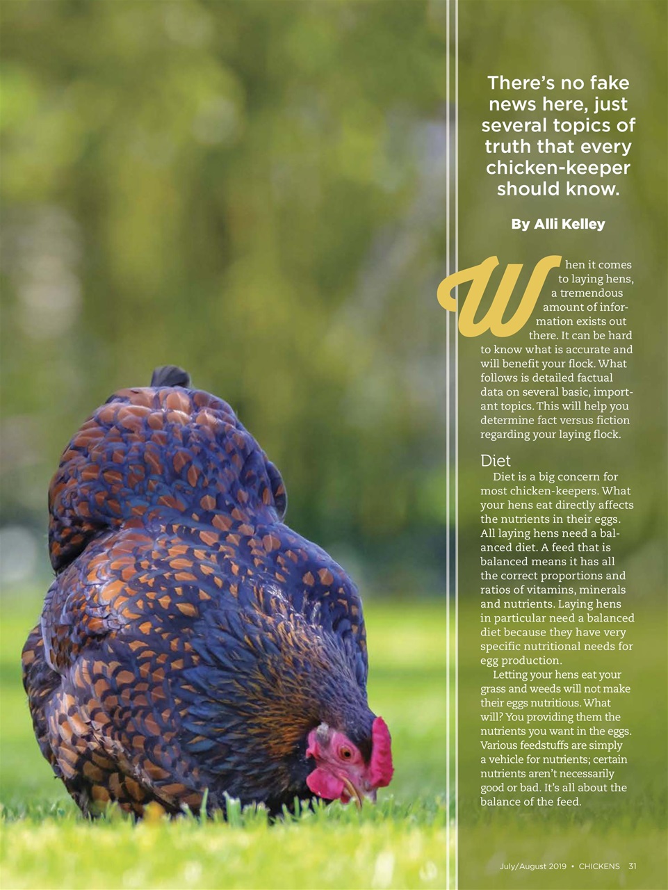 Chickens Magazine Preview Pages