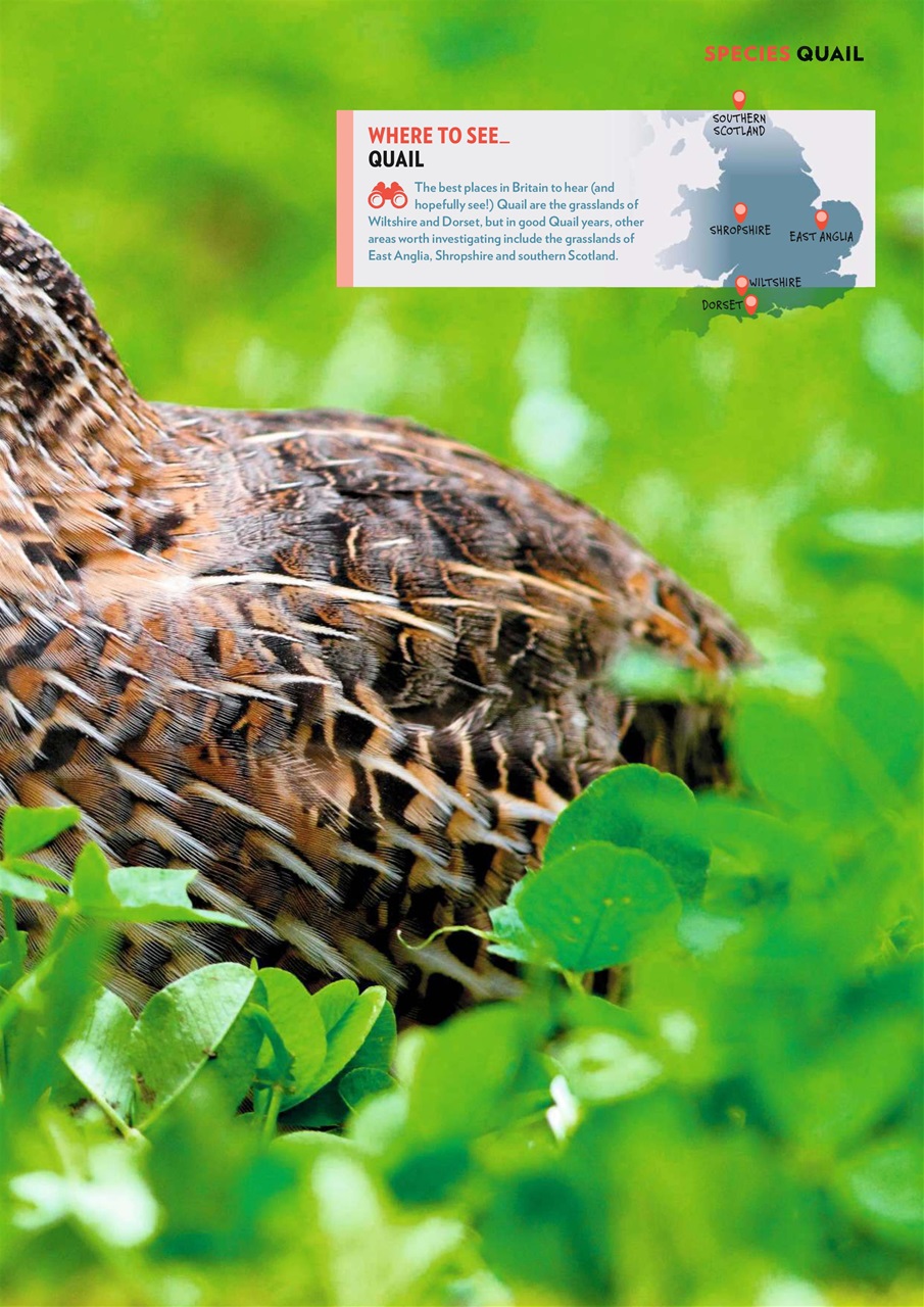 Bird Watching Preview Pages
