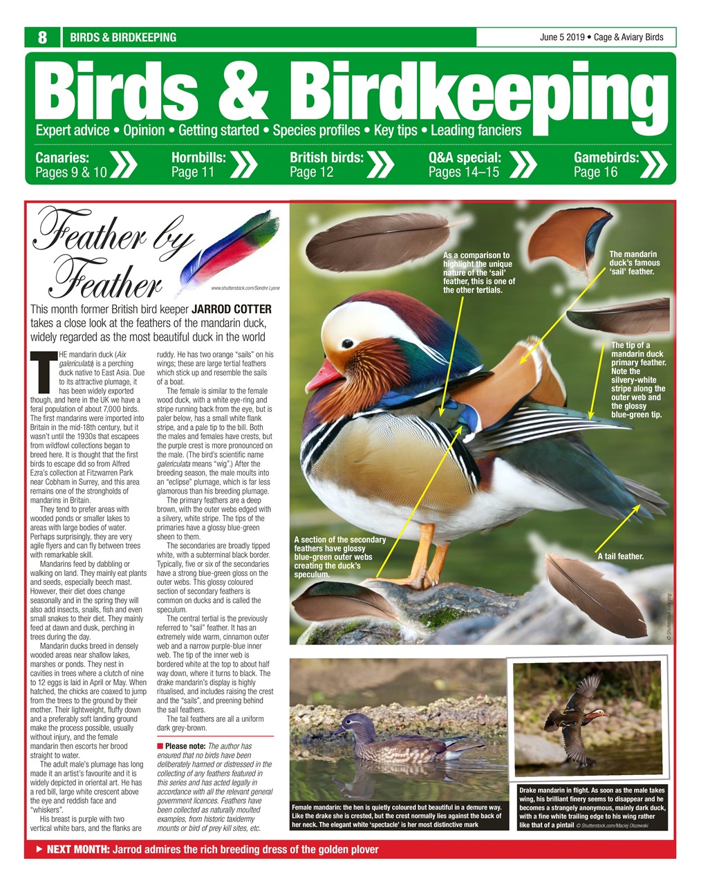 Cage & Aviary Birds Preview Pages