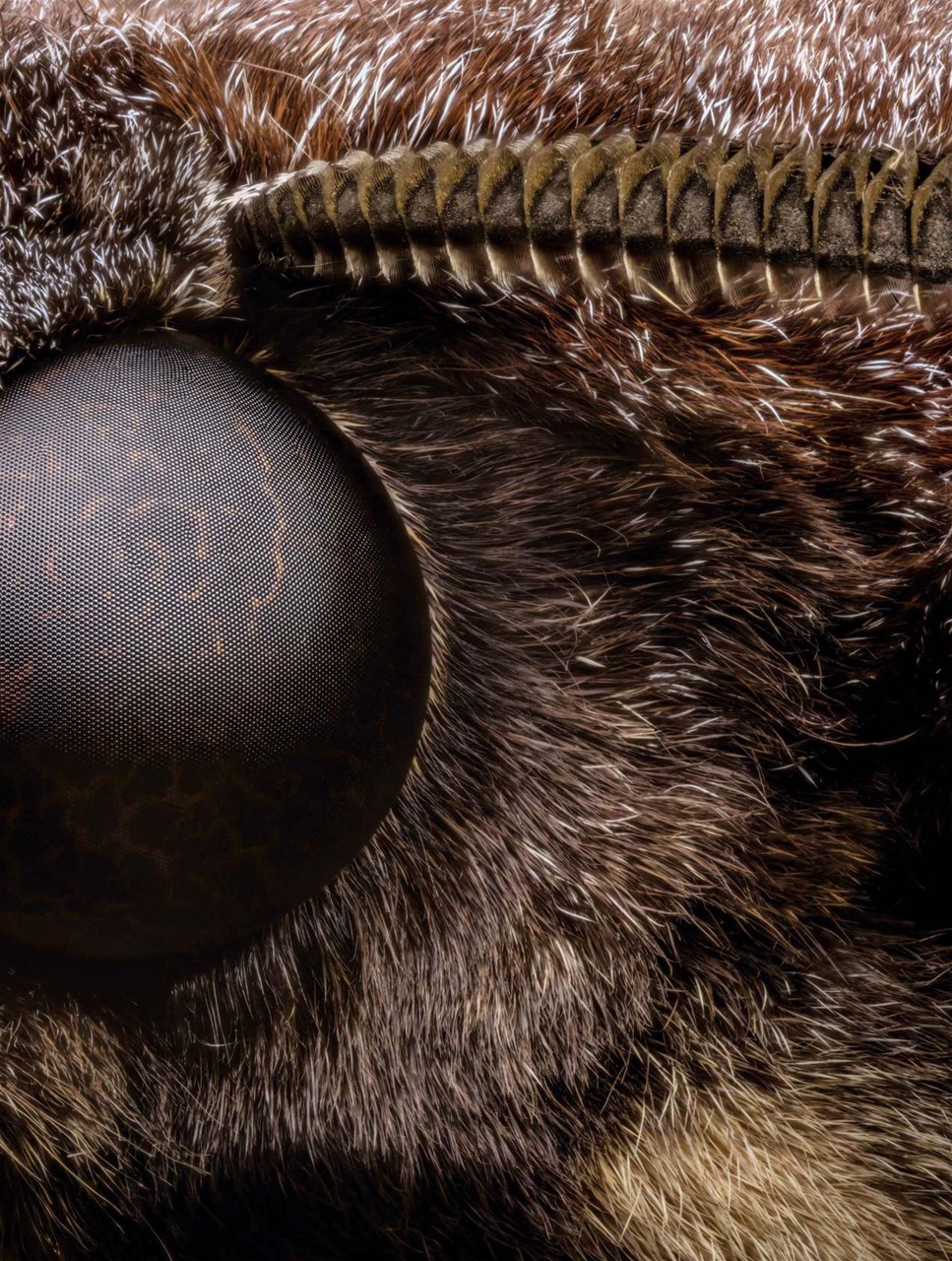 BBC Science Focus Magazine Preview Pages
