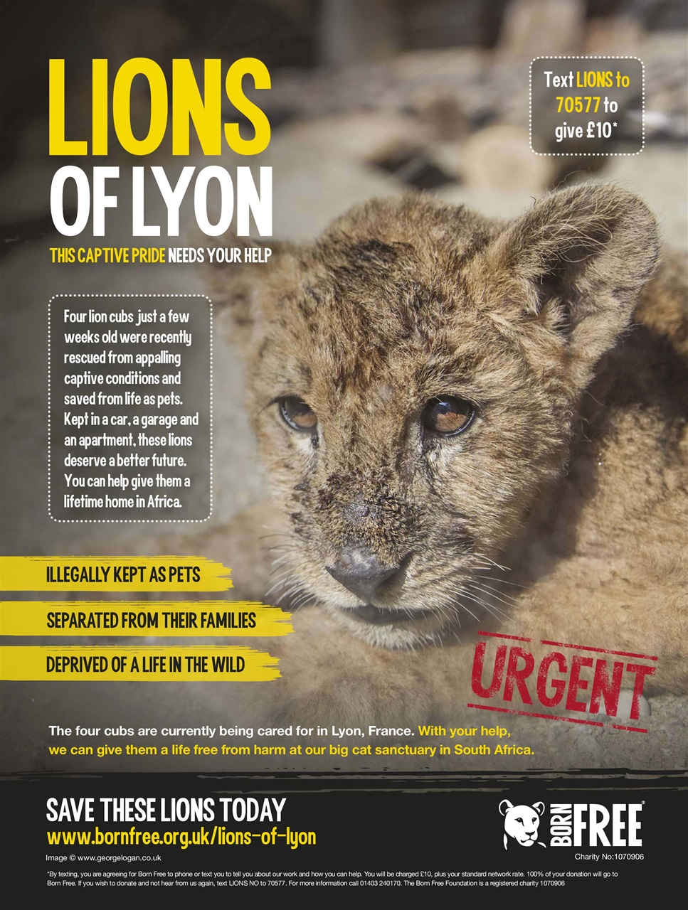 BBC Wildlife Magazine Preview Pages