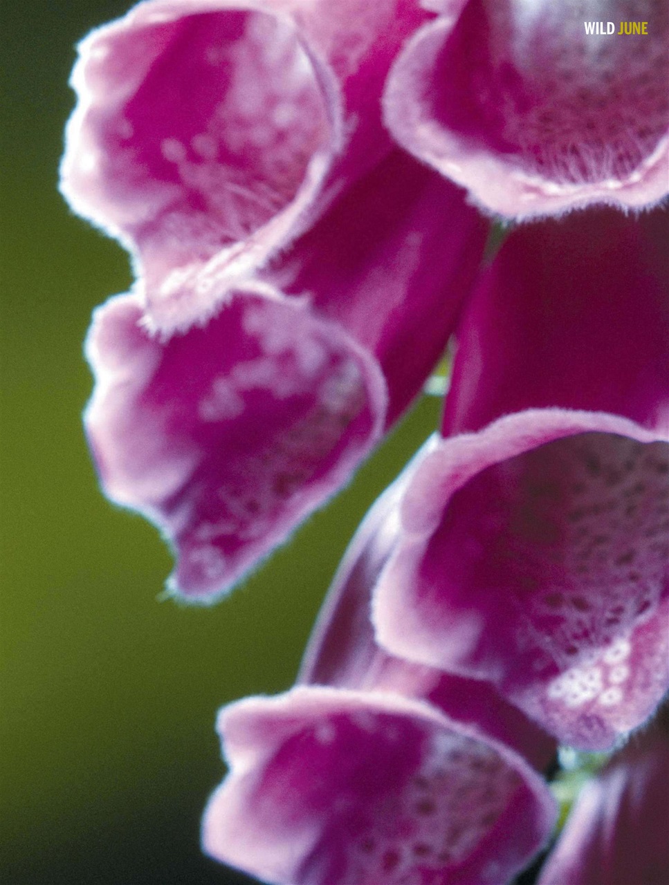 BBC Wildlife Magazine Preview Pages