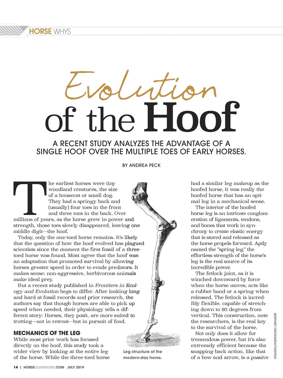 Horse Illustrated Magazine Preview Pages