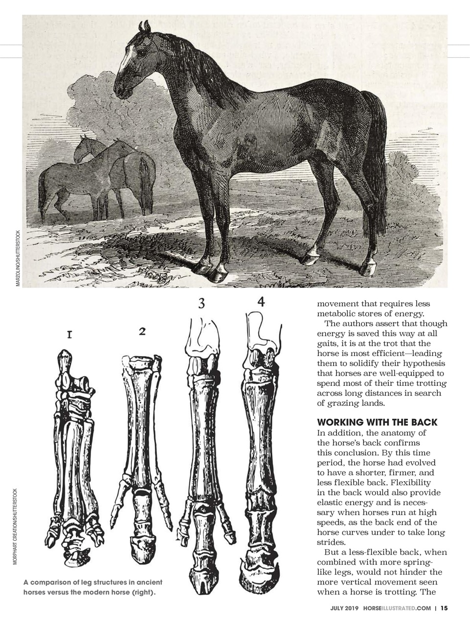 Horse Illustrated Magazine Preview Pages