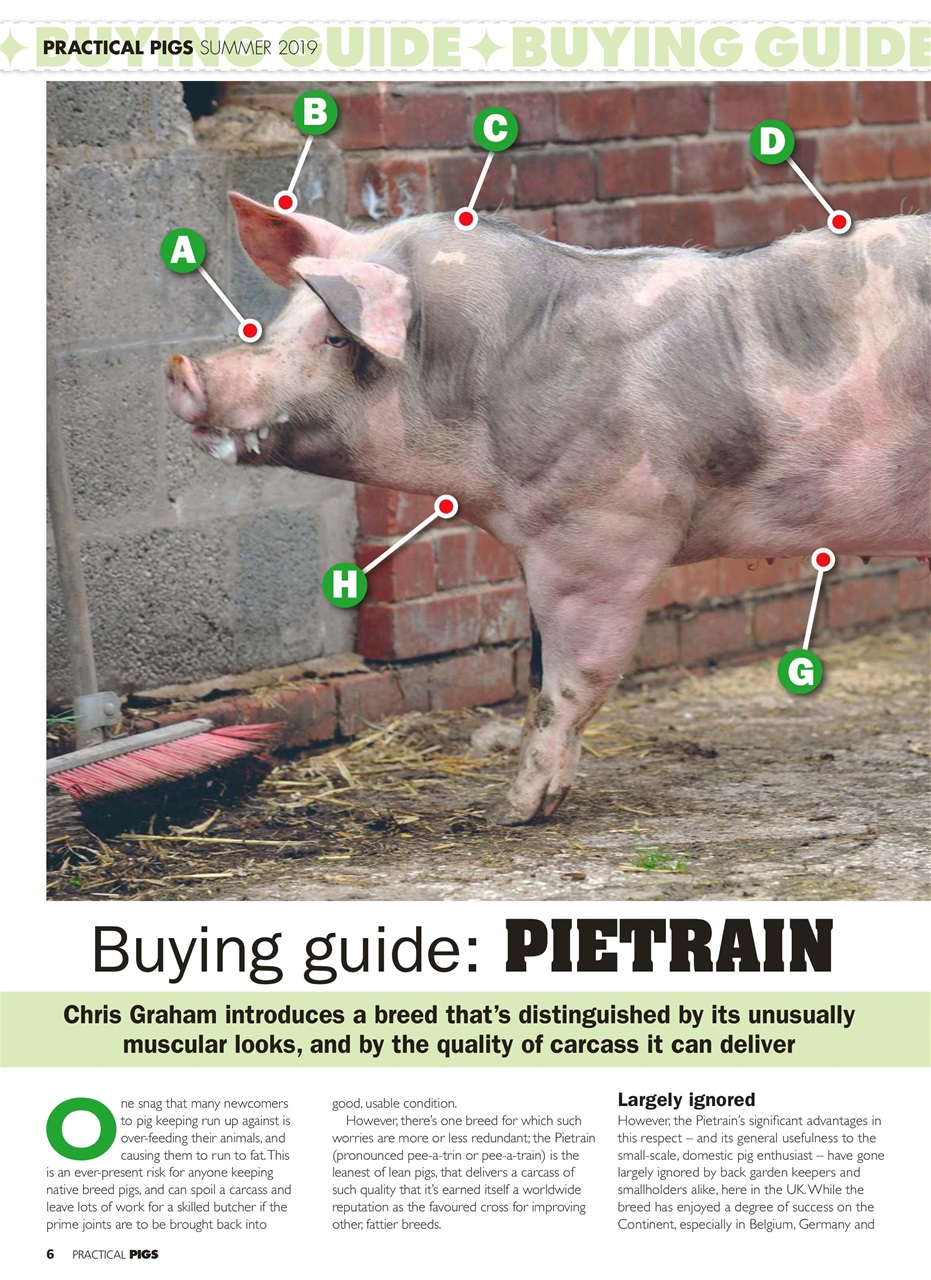 Practical Pigs Preview Pages