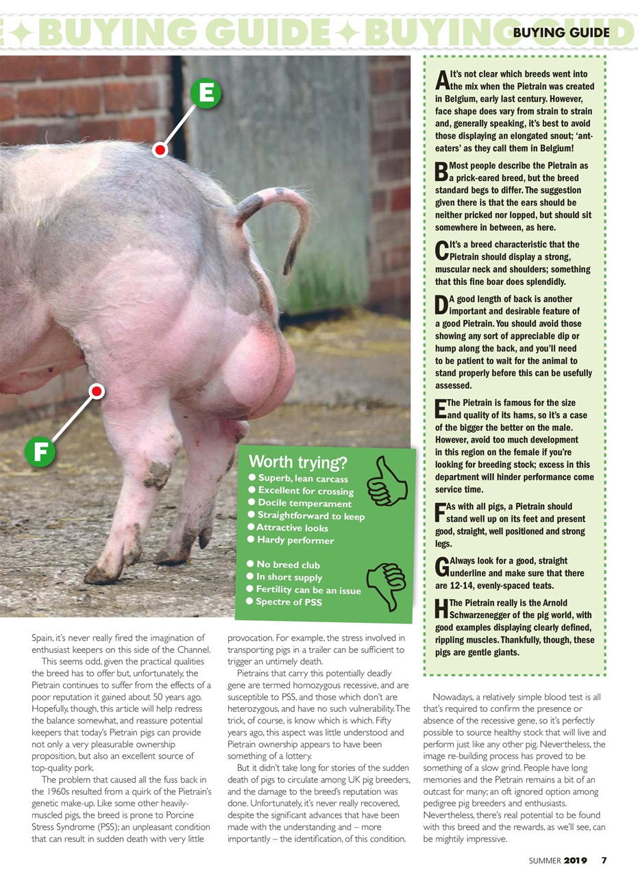 Practical Pigs Preview Pages