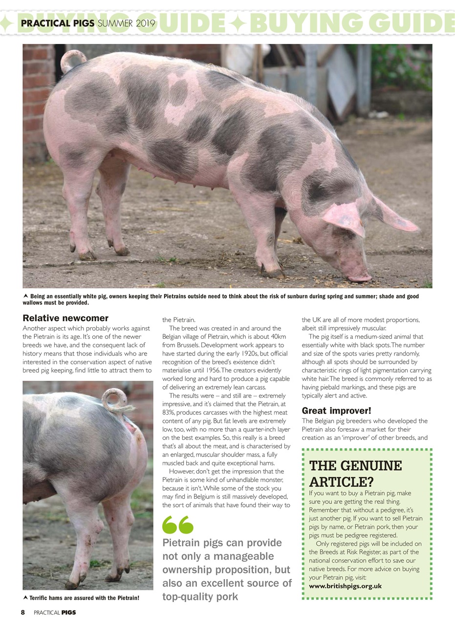 Practical Pigs Preview Pages