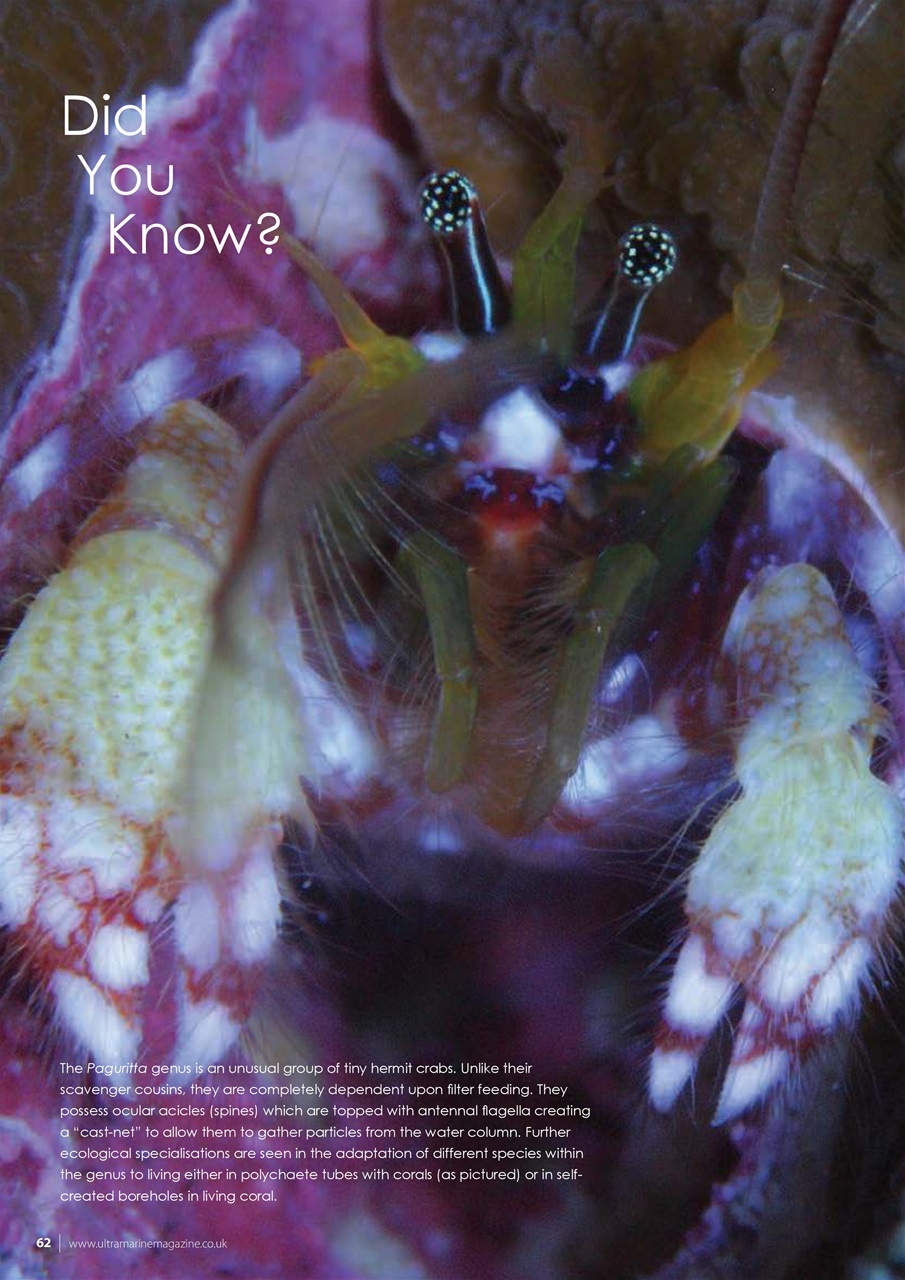 UltraMarine Magazine Preview Pages