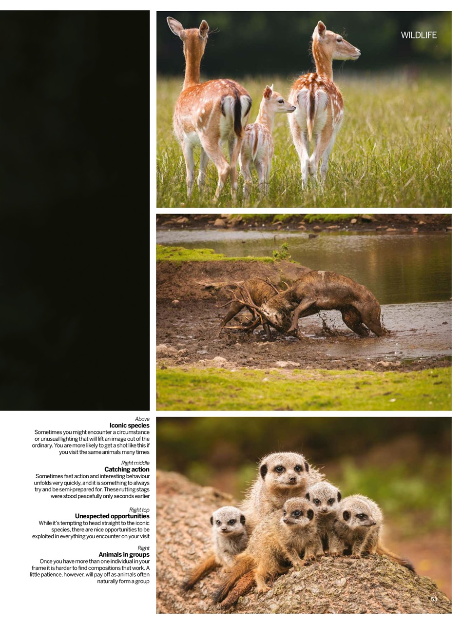 Digital Photographer Preview Pages