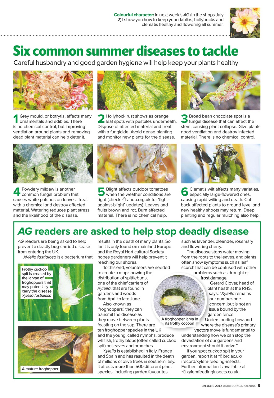 Amateur Gardening Preview Pages