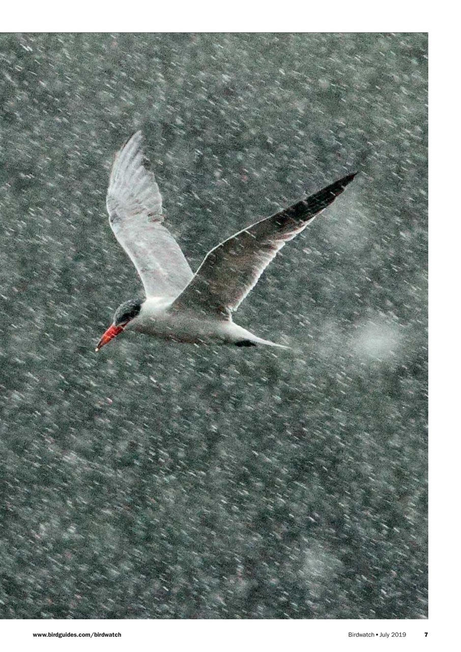 Birdwatch Magazine Preview Pages