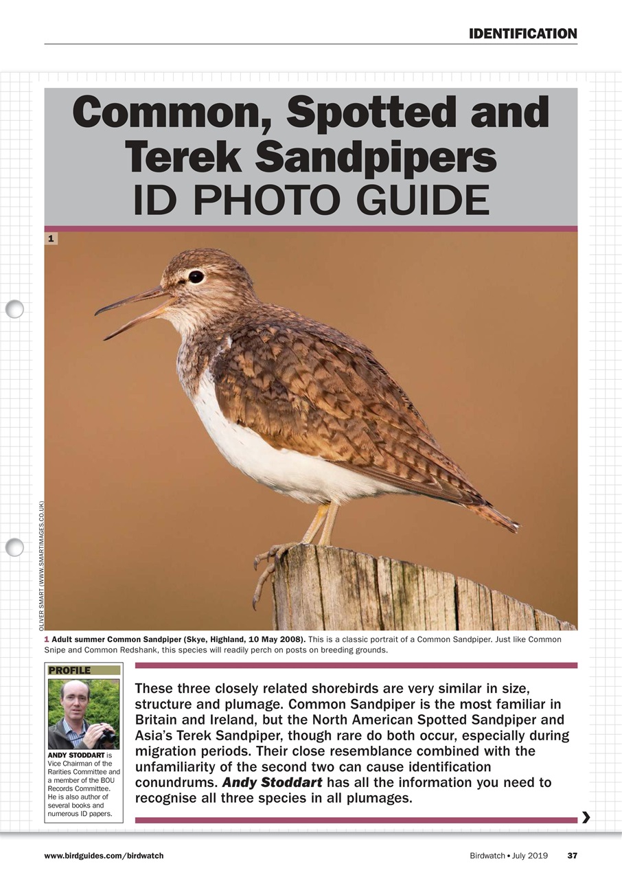 Birdwatch Magazine Preview Pages