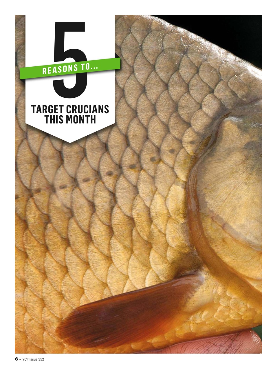 Improve Your Coarse Fishing Preview Pages